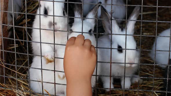 A child on a farm feeds beautiful white rabbits in a cage with a carrot. White rabbits on a farm