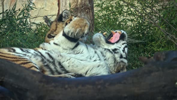 Tiger cub playing with mother. Siberian tiger, Panthera tigris altaica.