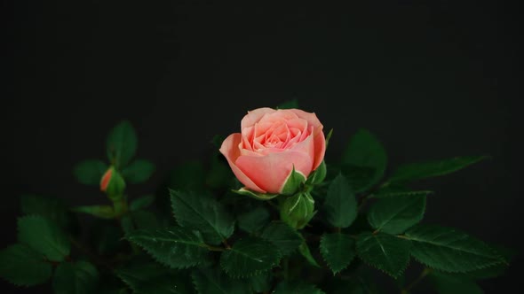 Time-lapse of opening pink hybrid tea rose