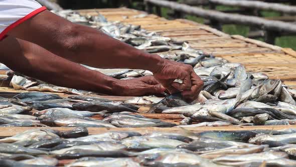Workers arranging fish to be dried in the sun