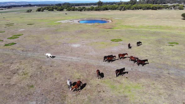 Aerial View of Stallions in Field