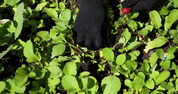 Person Harvesting Radishes From a Veggie Bed Young Woman Harvesting Radishes in Garden alt