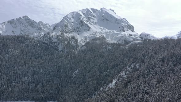 Bird's-eye view of the winter forest on the mountain