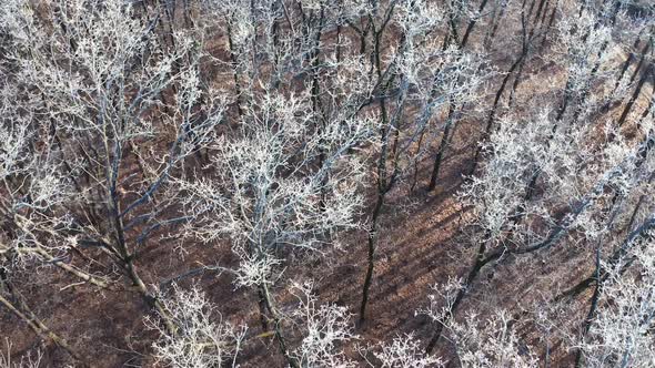Frozen forest at winter. Aerial view of forest landscape in winter season alt