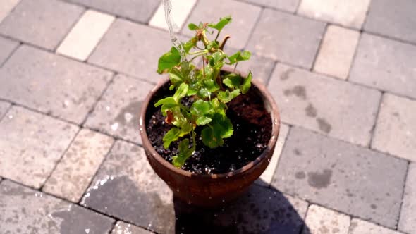 Gardener Waters Small Green Geranium Pot Plant on Pavement alt