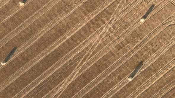 Aerial View Rolls Haystacks Straw on Field Harvesting Wheat alt