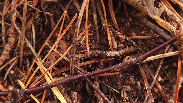 Big Red Ants are Crawling on the Anthill