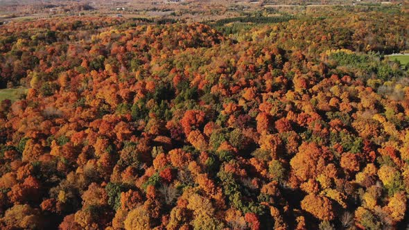 4K Drone flying over Autumn Fall Colored Forest in Wisconsin