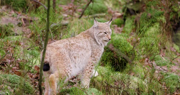 Cute European Lynx Cub Walks in the Woods