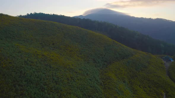 Aerial view of tree Marigold or yellow flowers in national garden park and mountain hills alt