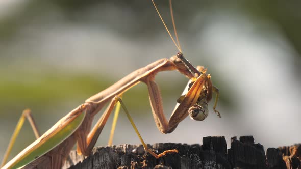 The Closer Look of the Brown Mantis Religiosa Eating the Grasshopper in Japan