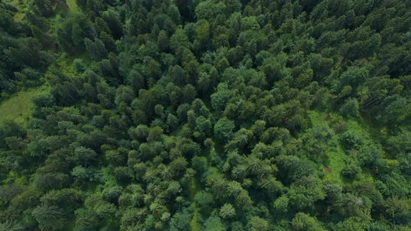 Forest Top View 2 alt