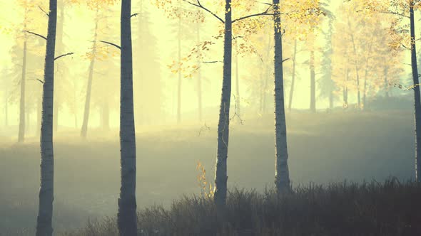 Scene of Sunrise in a Birch Forest on a Sunny Summer Morning with Fog alt