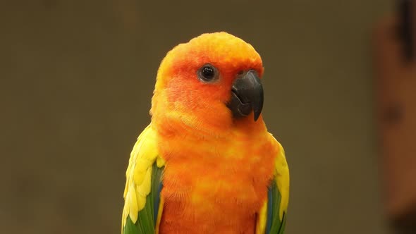 Sun Conjure colorful parrot closeup clip on a park alt