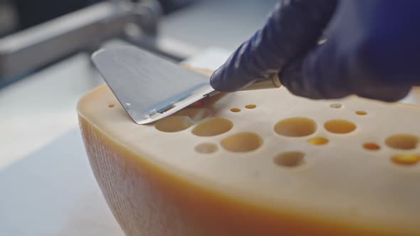 Cheesemaker in Uniform and Blue Glowes Removes a Sample of Cheese at the Factory