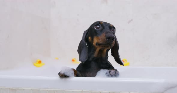 Cute Dachshund Puppy Takes Bath with Relaxing Soap Bubbles, Stock Footage