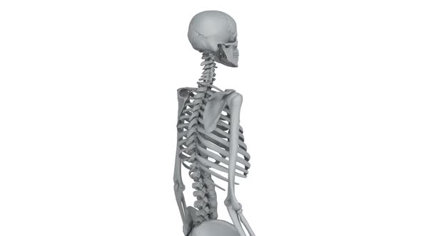 Skeleton Model