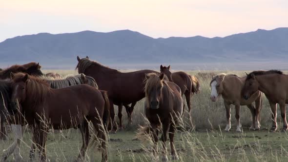 Close up Group horses in Mongolian landscape alt