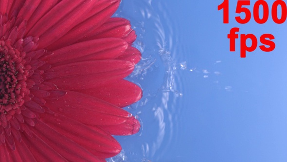 Flower Daisy Gerbera Flying Into The Water Splattering With Drops With Copy Space For Text alt