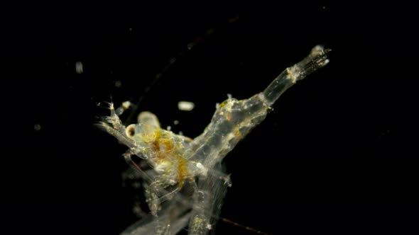 The Black Sea Plankton and Zooplankton Under the Microscope, the Shrimp Larva at the Zoea Stage alt