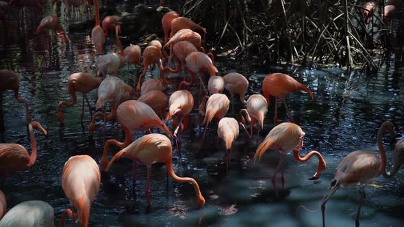 Group of Flamingo Birds in Water