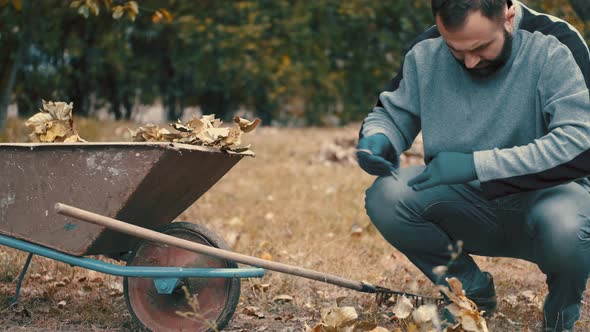 Garden Worker Loading Dry Leaves and Tree Branches on To a Wheelbarrow alt