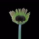 Time-lapse of growing and opening pink gerbera flower - VideoHive Item for Sale