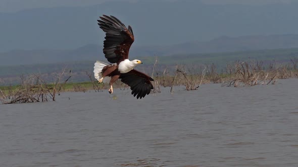 African Fish-Eagle, haliaeetus vocifer, Adult in flight, Fish in Claws, Fishing at Baringo Lake alt