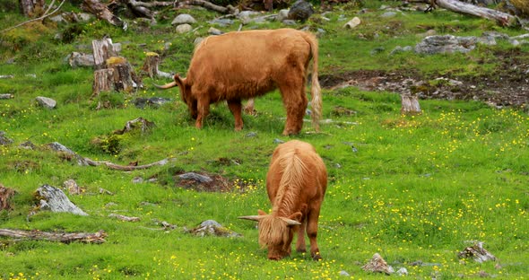 Highland Cattle Cows Graze On A Summer Pasture alt