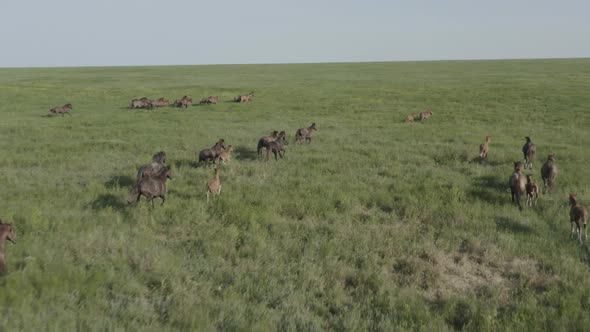 Wild Horses Running Dust From Under the Hooves alt