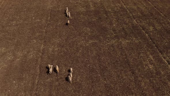 Drone shot of sheep running alt