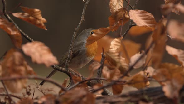 Slow Motion Close Up of Red Breasted Robin Fly off a Branch in Autumn alt