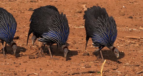 Vulturine Guineafowl, acryllium vulturinum, Group at Samburu Park, Kenya, Real Time 4K alt