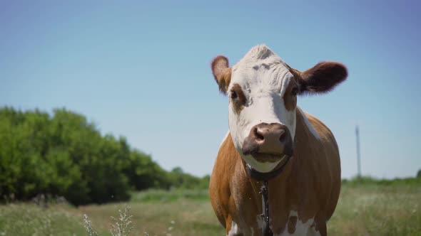 Red Face of a Cow Close-up. The Cow Looks in the Frame, and Then Begins To Eat Grass. A Cow Grazes alt