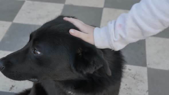 the Palm of a Child Caresses the Head of a Large Black Dog with Sad Eyes