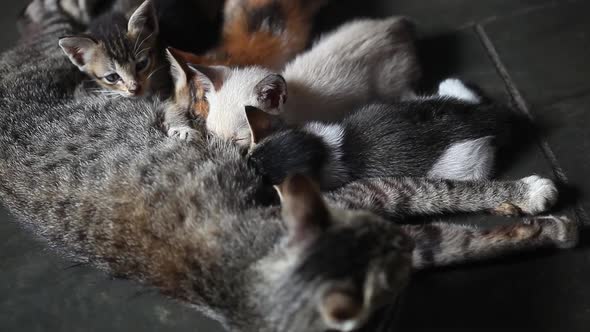 Breastfeeding Kittens. Cute Cat Family. Mom Cat Gives Milk Feeding and Takes Care of Her Cute Kitten alt