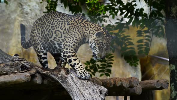 Slow-motion of A jaguar resting in the forrest