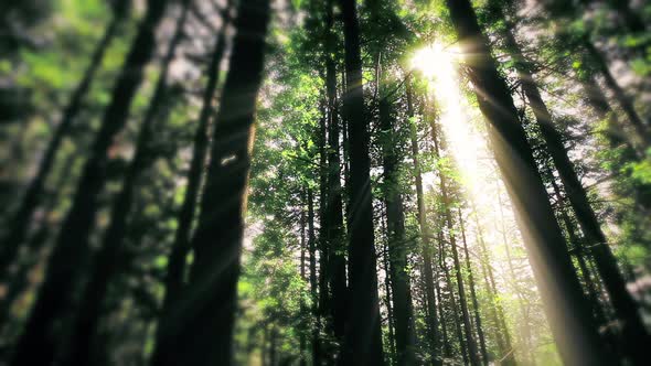 morning in the forest. the sun's rays pass through trees