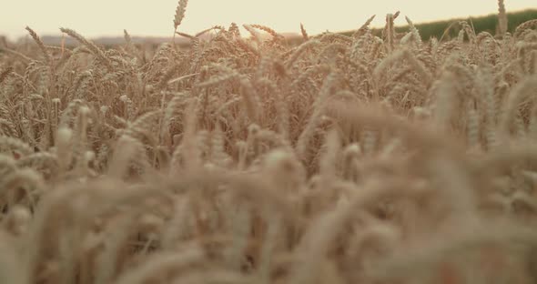 Beautiful Background of Ripe, Golden Wheat Spikes alt