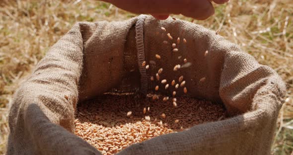 Wheat Field. Men's Hands Pour Wheat Grains Into A Bag. Harvesting