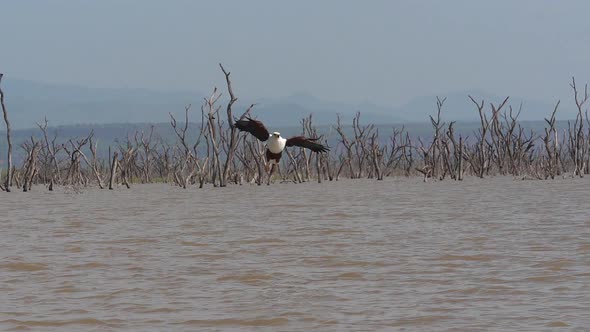 980293 African Fish-Eagle, haliaeetus vocifer, Adult in flight, Fish in Claws, Fishing at Baringo La alt