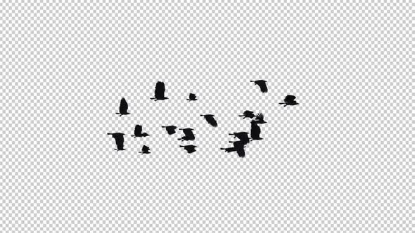 Raven Flock - 22 Birds - Flying Loop I