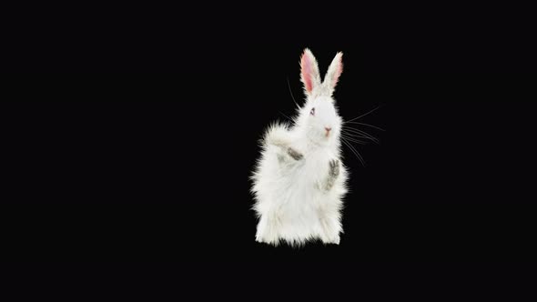 Rabbit Dancing 4K alt