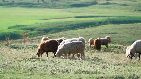 Herd sheep standing and graze in beautiful field. Agriculture and cattle breeding. Slow motion alt