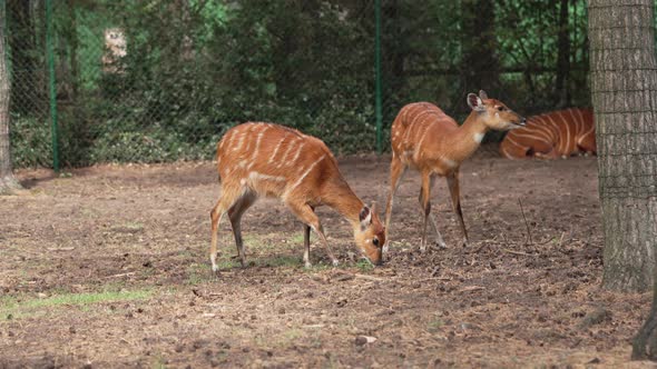 Spotted Deer on Green Field alt