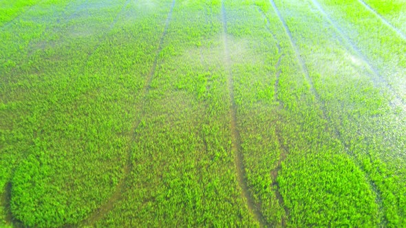 Drone flying over the beautiful rice sapling field alt