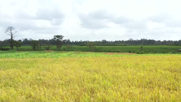 Aerial view of green and yellow rice field in Asia country