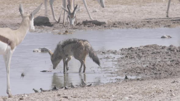 Jackals Hunting Birds at Waterhole