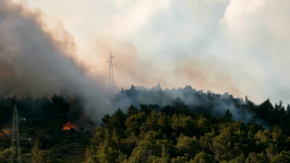 Fire In Pine Tree Forest 