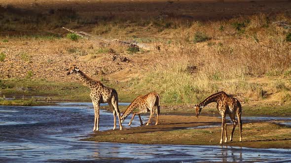 Giraffe in Kruger National park, South Africa alt